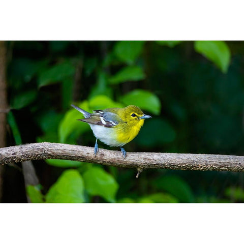 Yellow-throated Vireo-Vireo flavifrons-perched Gold Ornate Wood Framed Art Print with Double Matting by Ditto, Larry