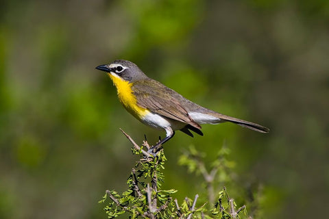 Yellow-breasted chat adult perched in dense brush Black Modern Wood Framed Art Print by Ditto, Larry