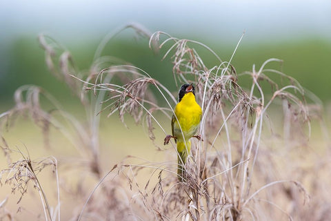 Common Yellowthroat-Geothlypis trichas-male singing in prairie Marion County-Illinois White Modern Wood Framed Art Print with Double Matting by Day, Richard and Susan
