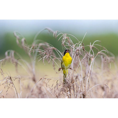 Common Yellowthroat-Geothlypis trichas-male singing in prairie Marion County-Illinois Gold Ornate Wood Framed Art Print with Double Matting by Day, Richard and Susan
