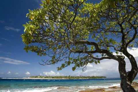 French Polynesia, Rangiroa Tree on the shore White Modern Wood Framed Art Print with Double Matting by Kaveney, Wendy