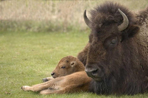 WY, Yellowstone Bison resting on grass with calf White Modern Wood Framed Art Print with Double Matting by Grall, Don