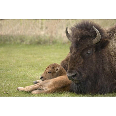 WY, Yellowstone Bison resting on grass with calf Gold Ornate Wood Framed Art Print with Double Matting by Grall, Don