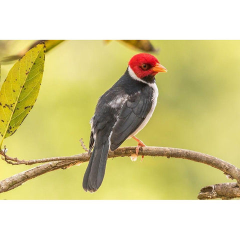 Brazil-Pantanal Yellow-billed cardinal on limb Gold Ornate Wood Framed Art Print with Double Matting by Jaynes Gallery