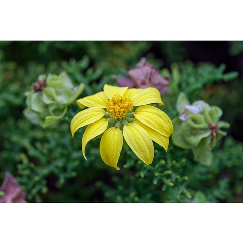 Yellow daisy bush-endemic to Floreana Island-Galapagos Islands-Ecuador Gold Ornate Wood Framed Art Print with Double Matting by Jones, Adam