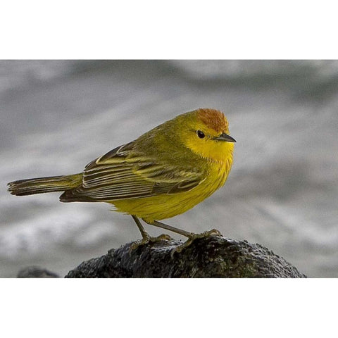 Ecuador, Galapagos Islands Yellow warbler Gold Ornate Wood Framed Art Print with Double Matting by Williams, Joanne