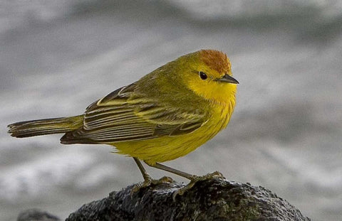 Ecuador, Galapagos Islands Yellow warbler Black Ornate Wood Framed Art Print with Double Matting by Williams, Joanne