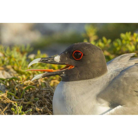 Ecuador, Galapagos NP Swallow-tailed gull Black Modern Wood Framed Art Print by Illg, Cathy and Gordon