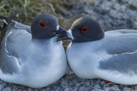 Ecuador, Galapagos NP Swallow-tailed gull pair Black Ornate Wood Framed Art Print with Double Matting by Illg, Cathy and Gordon