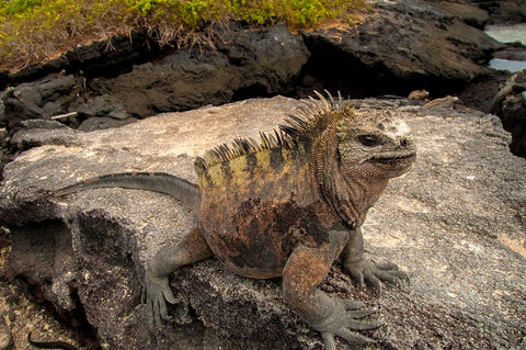 Ugly marine iguana on Fernandina Island was the model for the Godzilla movies. Black Ornate Wood Framed Art Print with Double Matting by Sederquist, Betty