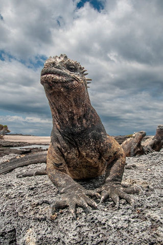 Ugly marine iguana on Fernandina Island was the model for the Godzilla movies. Wide angle view. White Modern Wood Framed Art Print with Double Matting by Sederquist, Betty