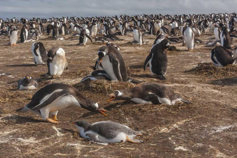 Sea Lion Island Gentoo penguin colony White Modern Wood Framed Art Print with Double Matting by Illg, Cathy and Gordon