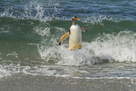 Sea Lion Island Gentoo penguin surfing on shore Black Ornate Wood Framed Art Print with Double Matting by Illg, Cathy and Gordon