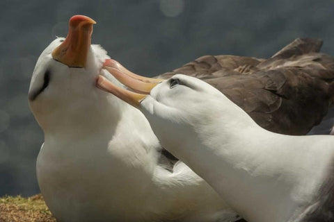 Saunders Island Black-browed albatross courtship White Modern Wood Framed Art Print with Double Matting by Illg, Cathy and Gordon