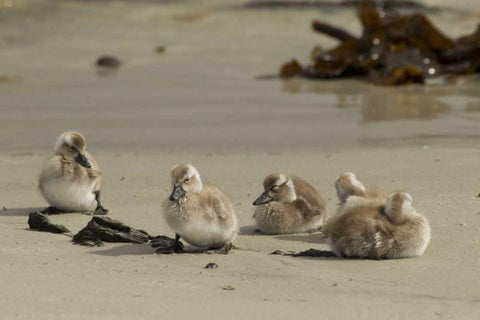Carcass Island Steamer duck ducklings on beach White Modern Wood Framed Art Print with Double Matting by Illg, Cathy and Gordon