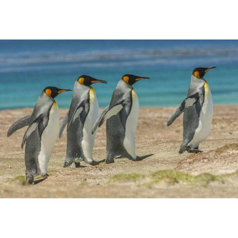 East Falkland King penguins walking White Modern Wood Framed Art Print by Illg, Cathy and Gordon