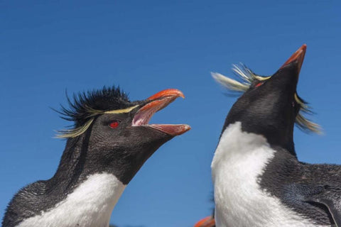 Bleaker Island Rockhopper penguins greeting White Modern Wood Framed Art Print with Double Matting by Illg, Cathy and Gordon
