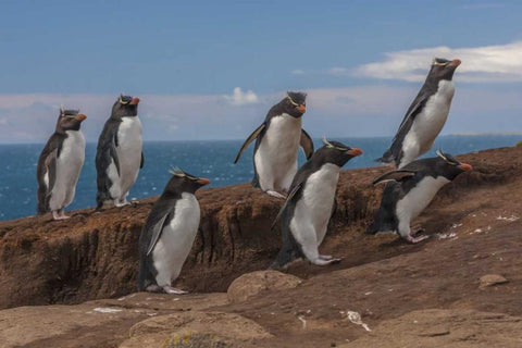 Saunders Island Group of rockhopper penguins White Modern Wood Framed Art Print with Double Matting by Illg, Cathy and Gordon