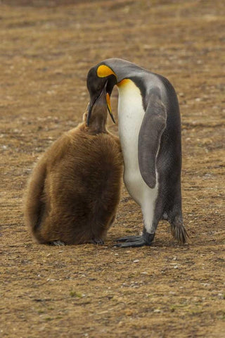 East Falkland King penguin parent feeding chick Black Ornate Wood Framed Art Print with Double Matting by Illg, Cathy and Gordon