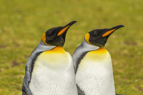East Falkland Pair of king penguins White Modern Wood Framed Art Print with Double Matting by Illg, Cathy and Gordon