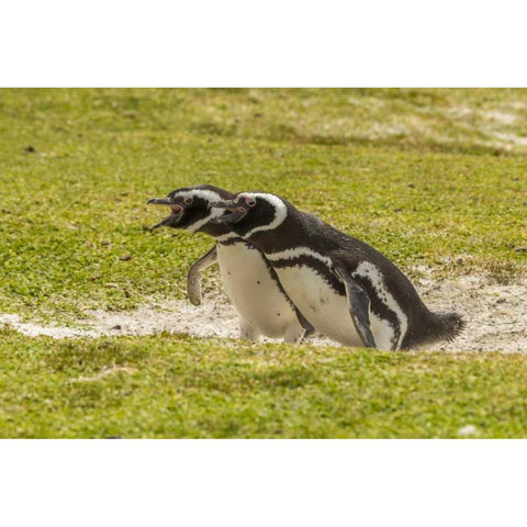 East Falkland Magellanic penguins braying Gold Ornate Wood Framed Art Print with Double Matting by Illg, Cathy and Gordon