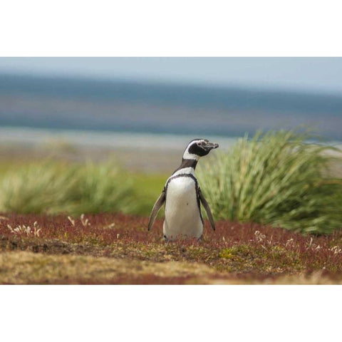 Sea Lion Island Solitary Magellanic penguin Black Modern Wood Framed Art Print by Illg, Cathy and Gordon