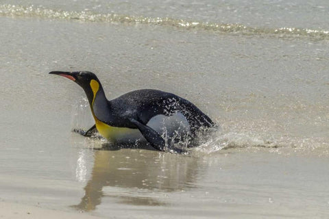 East Falkland King penguin on beach Black Ornate Wood Framed Art Print with Double Matting by Illg, Cathy and Gordon