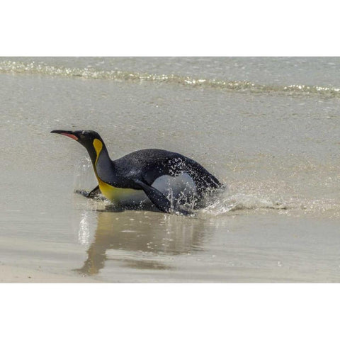 East Falkland King penguin on beach Black Modern Wood Framed Art Print by Illg, Cathy and Gordon