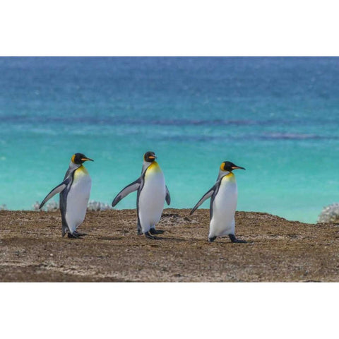 East Falkland King penguins walking White Modern Wood Framed Art Print by Illg, Cathy and Gordon