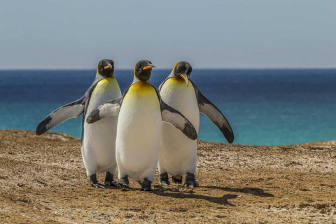 East Falkland, Volunteer Point King penguins White Modern Wood Framed Art Print with Double Matting by Illg, Cathy and Gordon