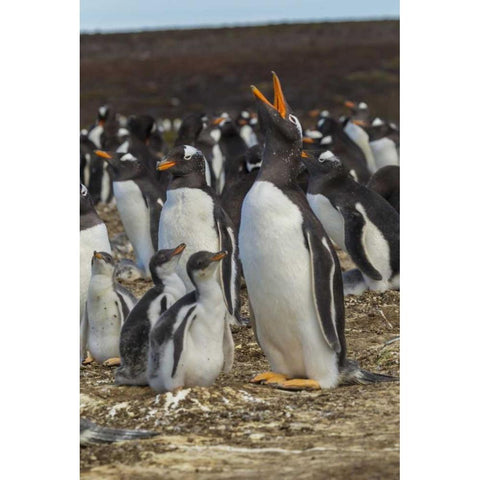 East Falkland Gentoo penguin colony Black Modern Wood Framed Art Print by Illg, Cathy and Gordon