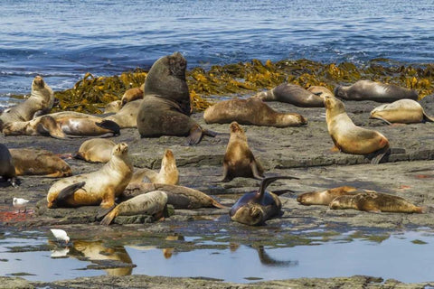 Bleaker Island Southern sea lions near water Black Ornate Wood Framed Art Print with Double Matting by Illg, Cathy and Gordon