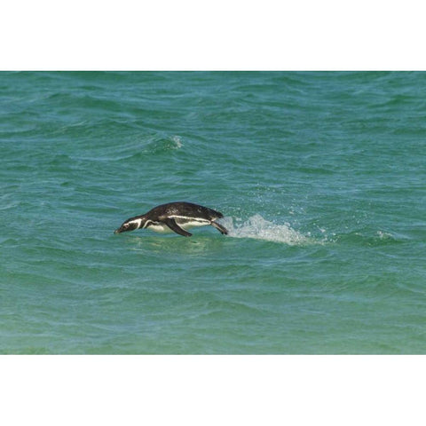 Bleaker Island Magellanic penguin breaching Black Modern Wood Framed Art Print with Double Matting by Illg, Cathy and Gordon