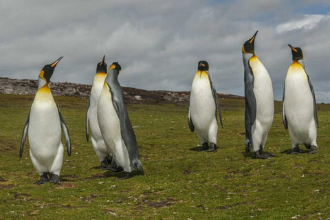 East Falkland Members of king penguin colony White Modern Wood Framed Art Print with Double Matting by Illg, Cathy and Gordon