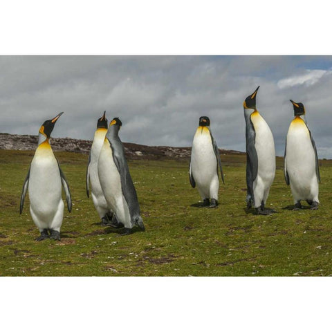 East Falkland Members of king penguin colony Black Modern Wood Framed Art Print by Illg, Cathy and Gordon