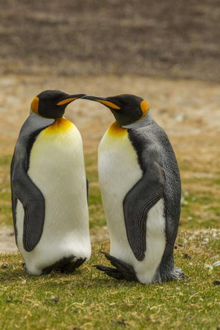 Saunders Island Pair of king penguins Black Ornate Wood Framed Art Print with Double Matting by Illg, Cathy and Gordon
