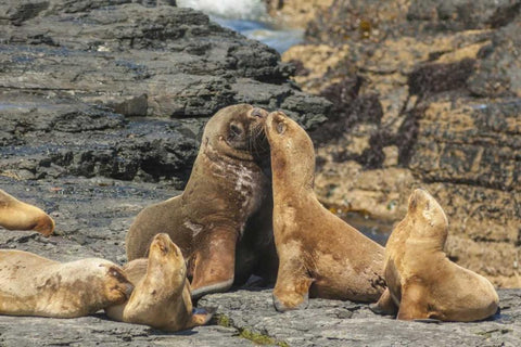 Bleaker Island Southern sea lions near water Black Ornate Wood Framed Art Print with Double Matting by Illg, Cathy and Gordon
