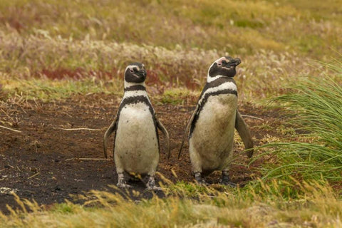 Sea Lion Island Magellanic penguins White Modern Wood Framed Art Print with Double Matting by Illg, Cathy and Gordon