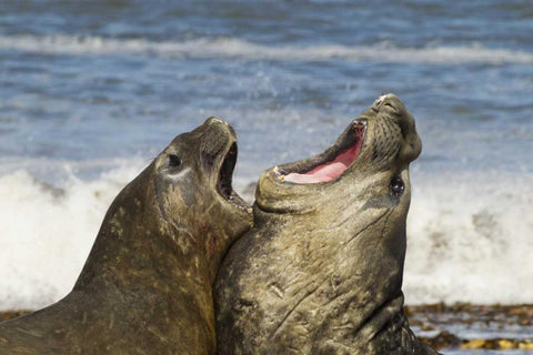 Sea Lion Island Southern elephant seals fighting Black Ornate Wood Framed Art Print with Double Matting by Illg, Cathy and Gordon