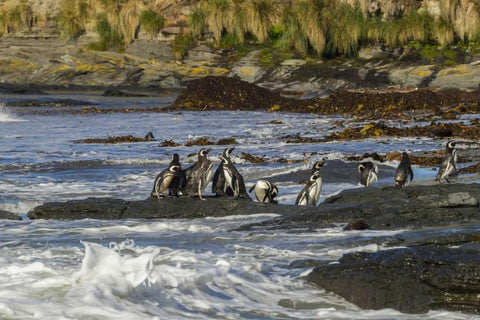 Sea Lion Island Magellanic penguins and surf White Modern Wood Framed Art Print with Double Matting by Illg, Cathy and Gordon