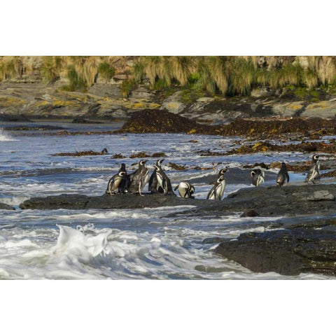 Sea Lion Island Magellanic penguins and surf Black Modern Wood Framed Art Print by Illg, Cathy and Gordon