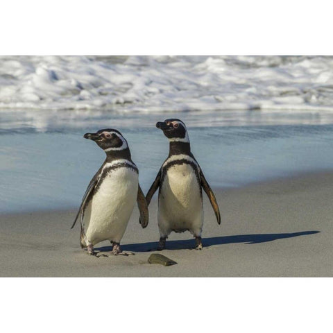 Sea Lion Island Magellanic penguins on beach Black Modern Wood Framed Art Print by Illg, Cathy and Gordon