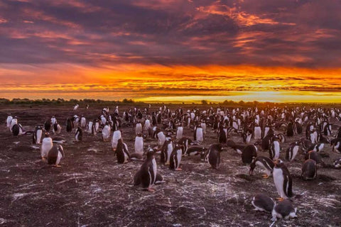 Sea Lion Island Gentoo penguins colony at sunset White Modern Wood Framed Art Print with Double Matting by Illg, Cathy and Gordon