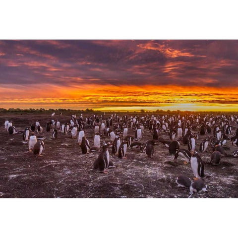 Sea Lion Island Gentoo penguins colony at sunset Black Modern Wood Framed Art Print by Illg, Cathy and Gordon
