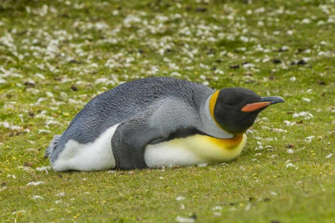 East Falkland King penguin lying on grass Black Ornate Wood Framed Art Print with Double Matting by Illg, Cathy and Gordon