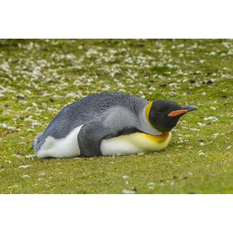 East Falkland King penguin lying on grass Black Modern Wood Framed Art Print by Illg, Cathy and Gordon