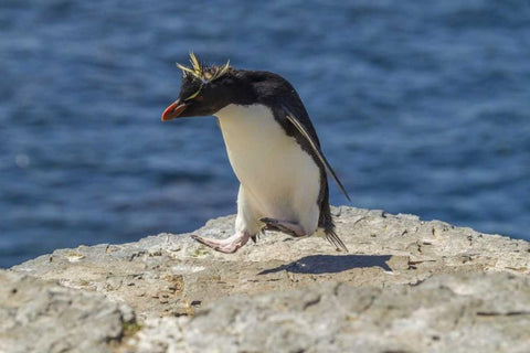 Bleaker Island Rockhopper penguin hopping White Modern Wood Framed Art Print with Double Matting by Illg, Cathy and Gordon