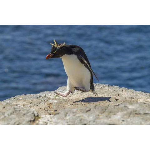 Bleaker Island Rockhopper penguin hopping Black Modern Wood Framed Art Print by Illg, Cathy and Gordon
