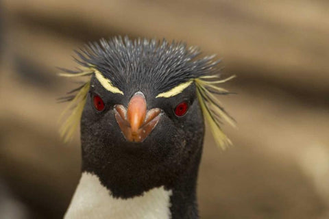 Saunders Island Rockhopper penguin portrait White Modern Wood Framed Art Print with Double Matting by Illg, Cathy and Gordon