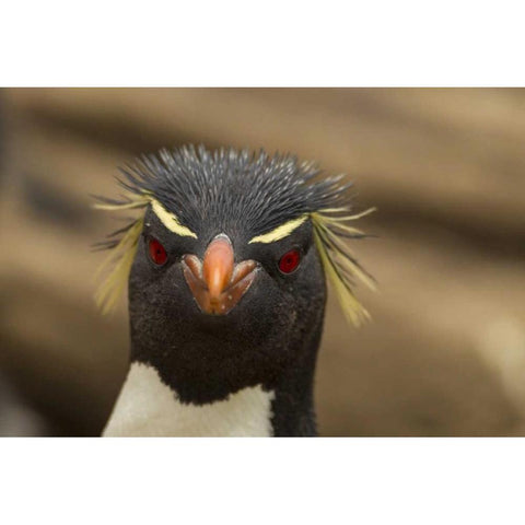Saunders Island Rockhopper penguin portrait Black Modern Wood Framed Art Print by Illg, Cathy and Gordon